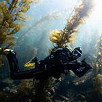 Private Kelp Forest Diving