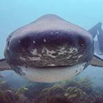 Private 7-Gill Shark Dives