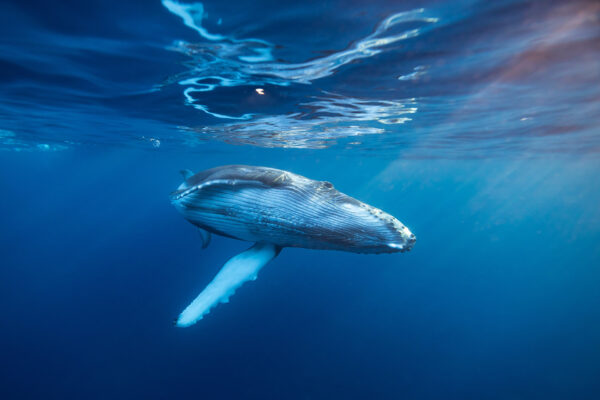 Luxury premiere San Diego Whale whatching Wildlife experience