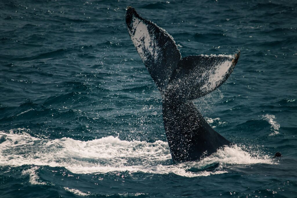 Experience the Ultimate Whale Watching Adventure in San Diego!